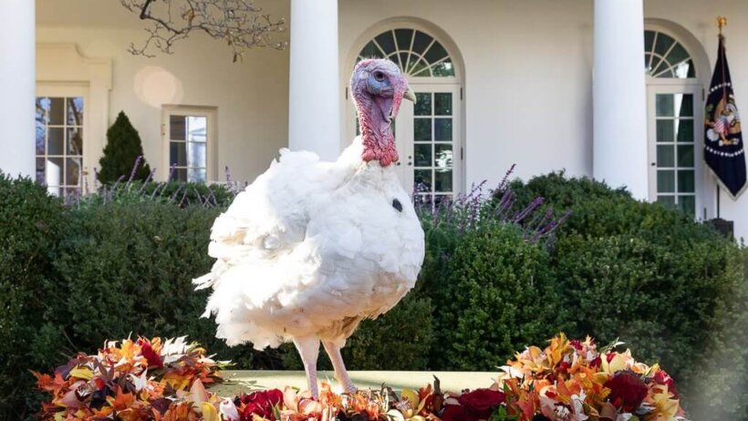 Peas the turkey at White House