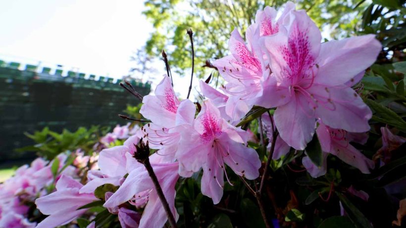 Masters Par 3 Contest