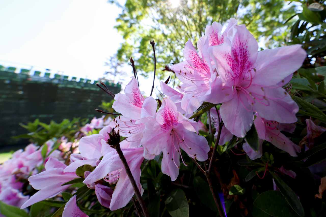 Masters Par 3 Contest