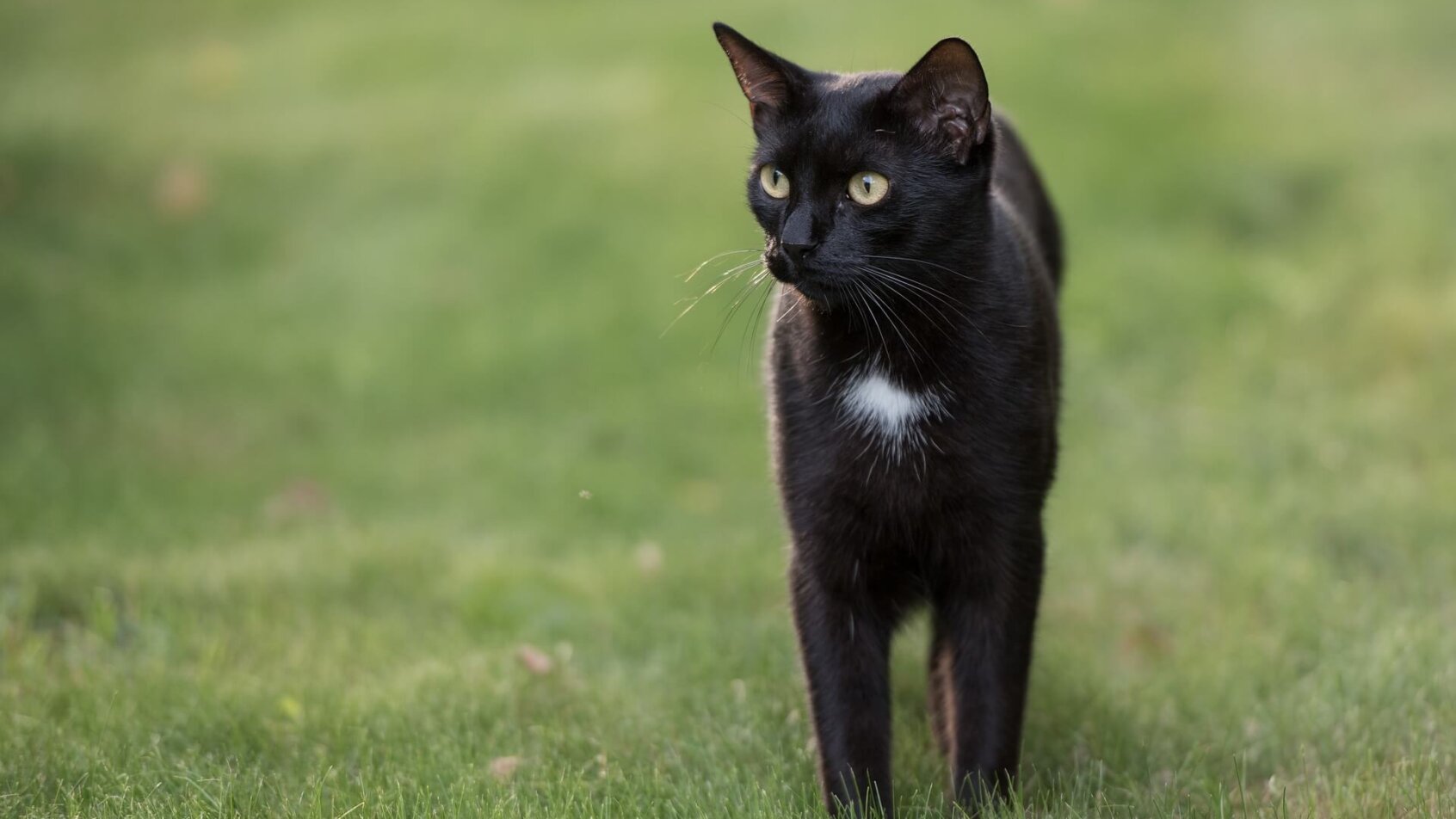 Generic image of a black cat