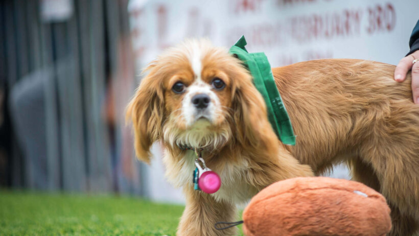 Puppy Bowl 15