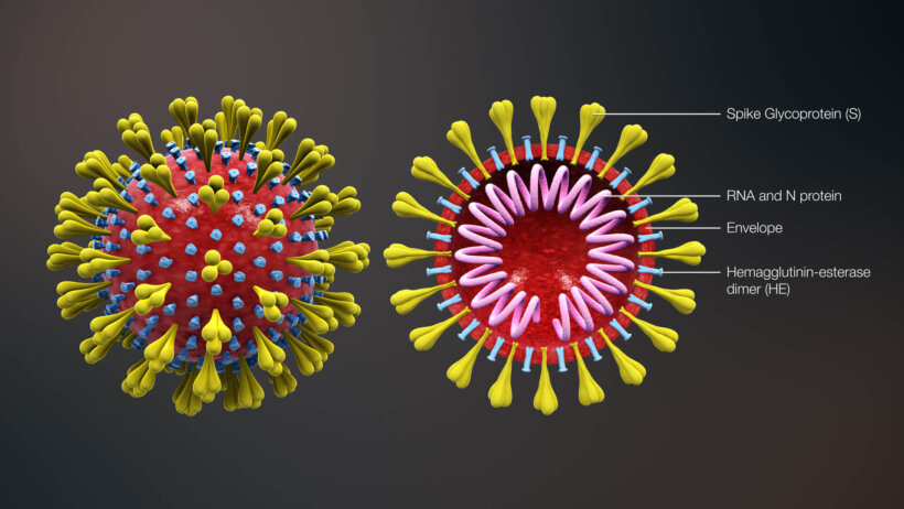Coronavirus cells